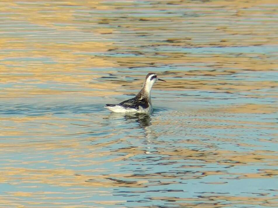 Image of Red-necked Phalarope