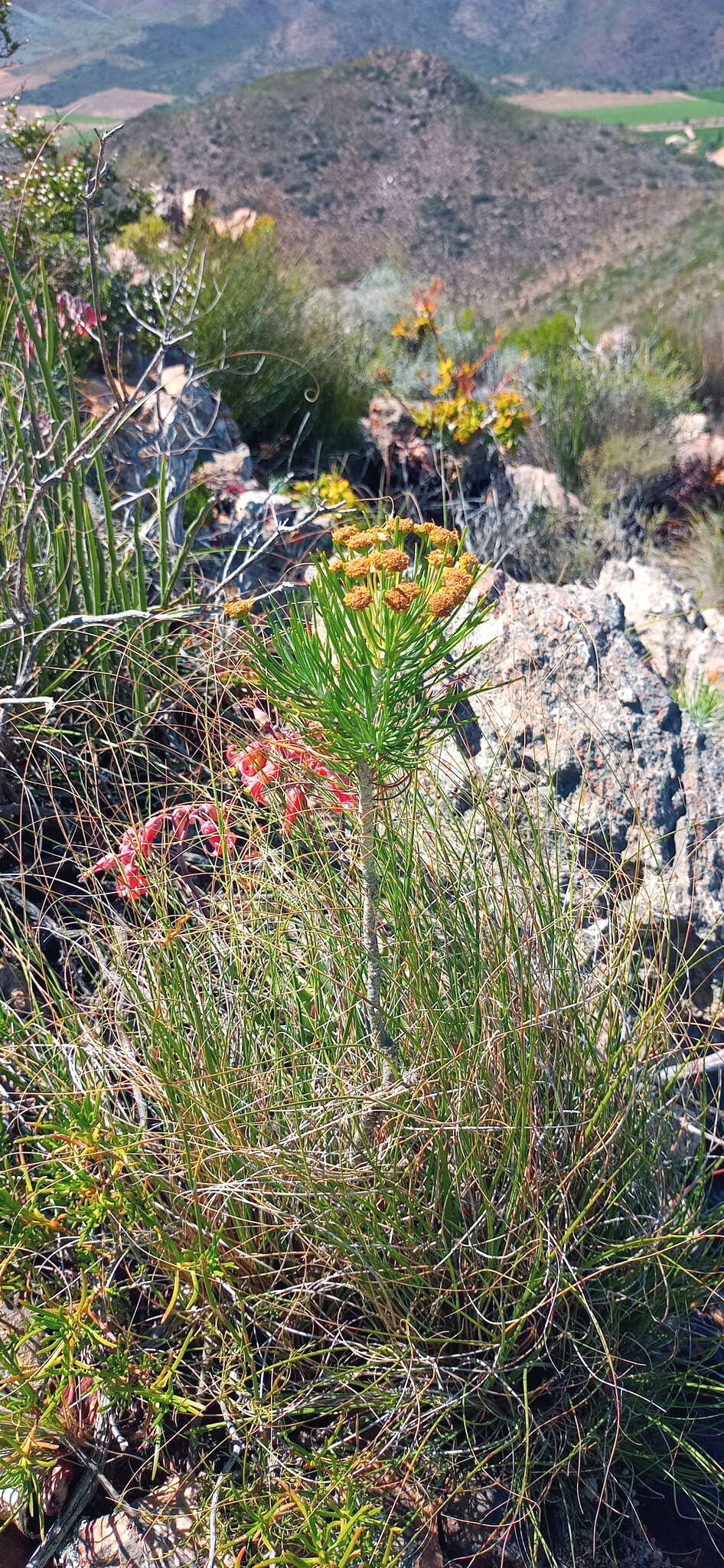 Image of Euryops tenuissimus (L.) Less.