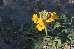 Image of Argylia robusta Sandwith