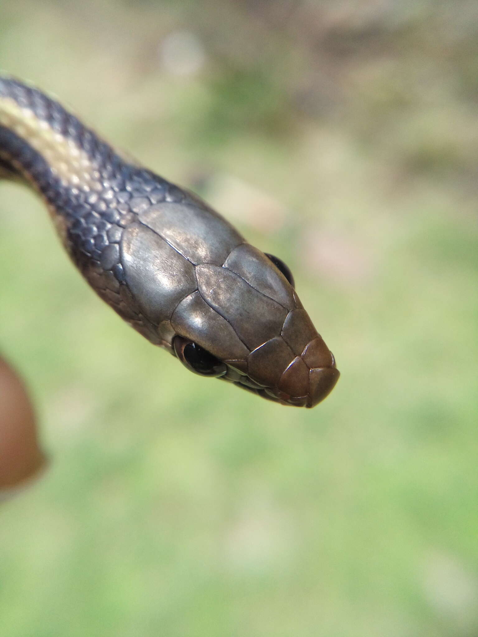 Image of Baird's Patchnose Snake