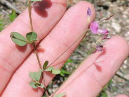 Image de Lespedeza procumbens Michx.