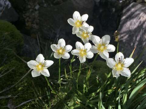 Image of fringed grass of Parnassus