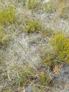 Wahlenbergia longifolia (A. DC.) Lammers resmi