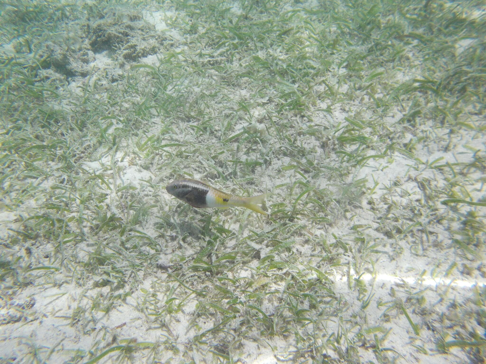 Image of Bicolor goatfish