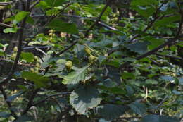 Image of Green Alder