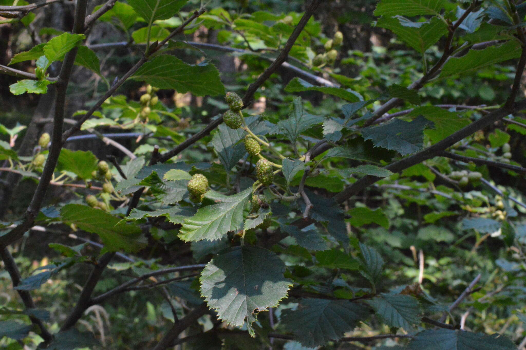 Image of Green Alder