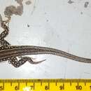 Image of Striped Scrub Lizard