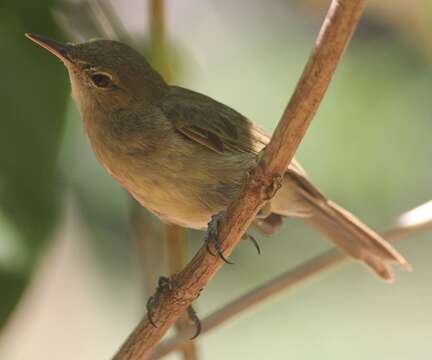 Image of Seychelles Brush Warbler