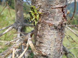 Image of Long-winged Mountain Grasshopper