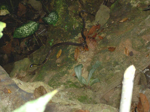 Image of Red-sided Keelback Water Snake