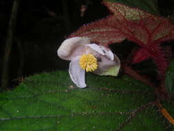 Слика од Begonia baviensis Gagnep.