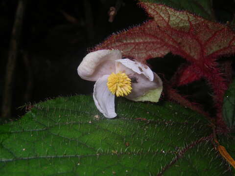 Image of Begonia baviensis Gagnep.