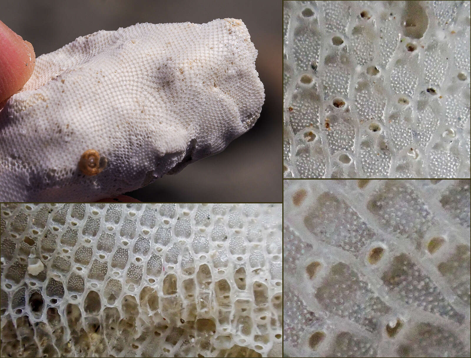 Image of crusty bryozoan