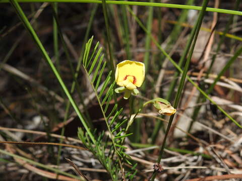 Слика од Gompholobium pinnatum Sm.