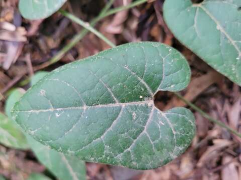 Image of Aristolochia shimadae Hayata