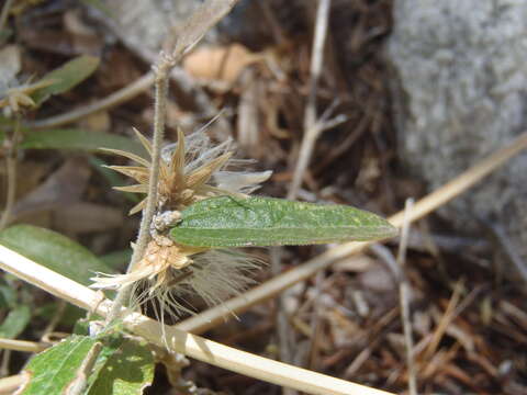 Image de Brickellia pringlei A. Gray