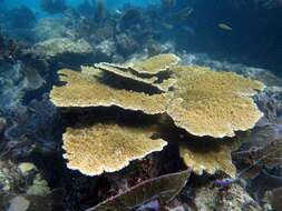 Image of Elkhorn Coral