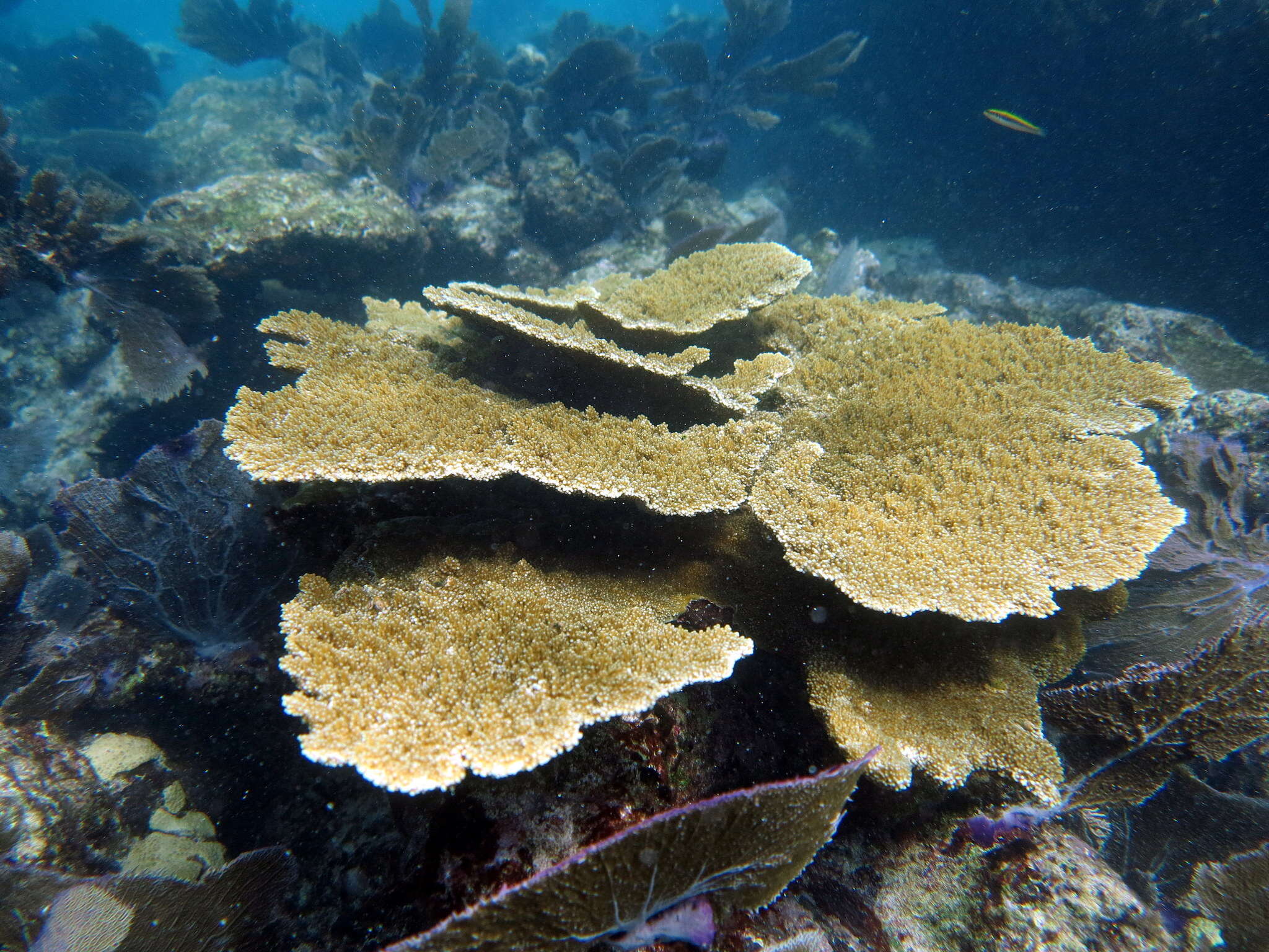 Image of Elkhorn Coral