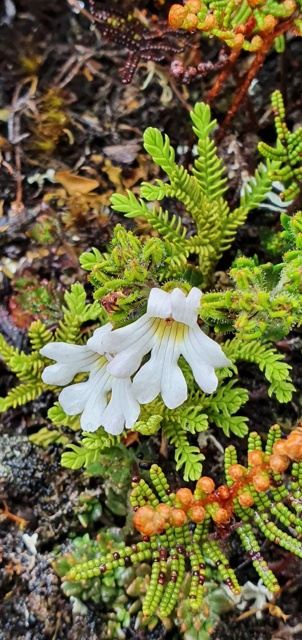 Image of Euphrasia townsonii Petrie