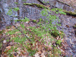 Image de Lonicera canadensis Bartr. ex Marsh.