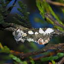 Image of Horithyatira decorata takamukui