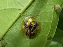 Image of Coptocycla (Psalidonota) leprosa (Boheman 1855)