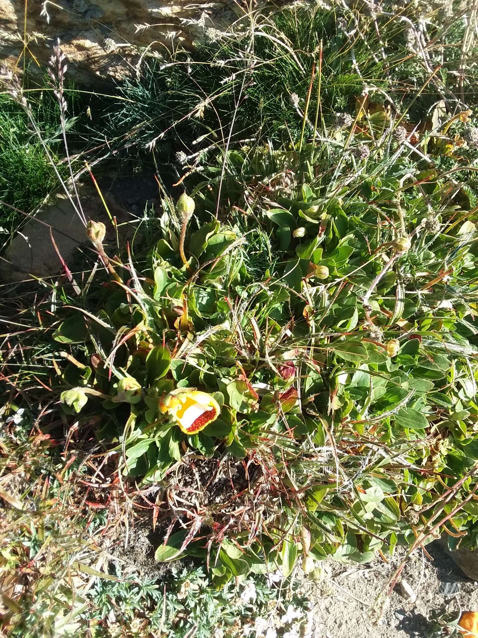 Image of Calceolaria uniflora Lam.