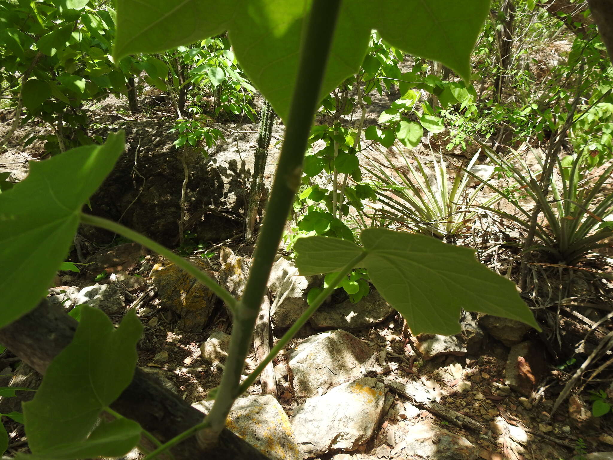 Sivun Jatropha malacophylla Standl. kuva