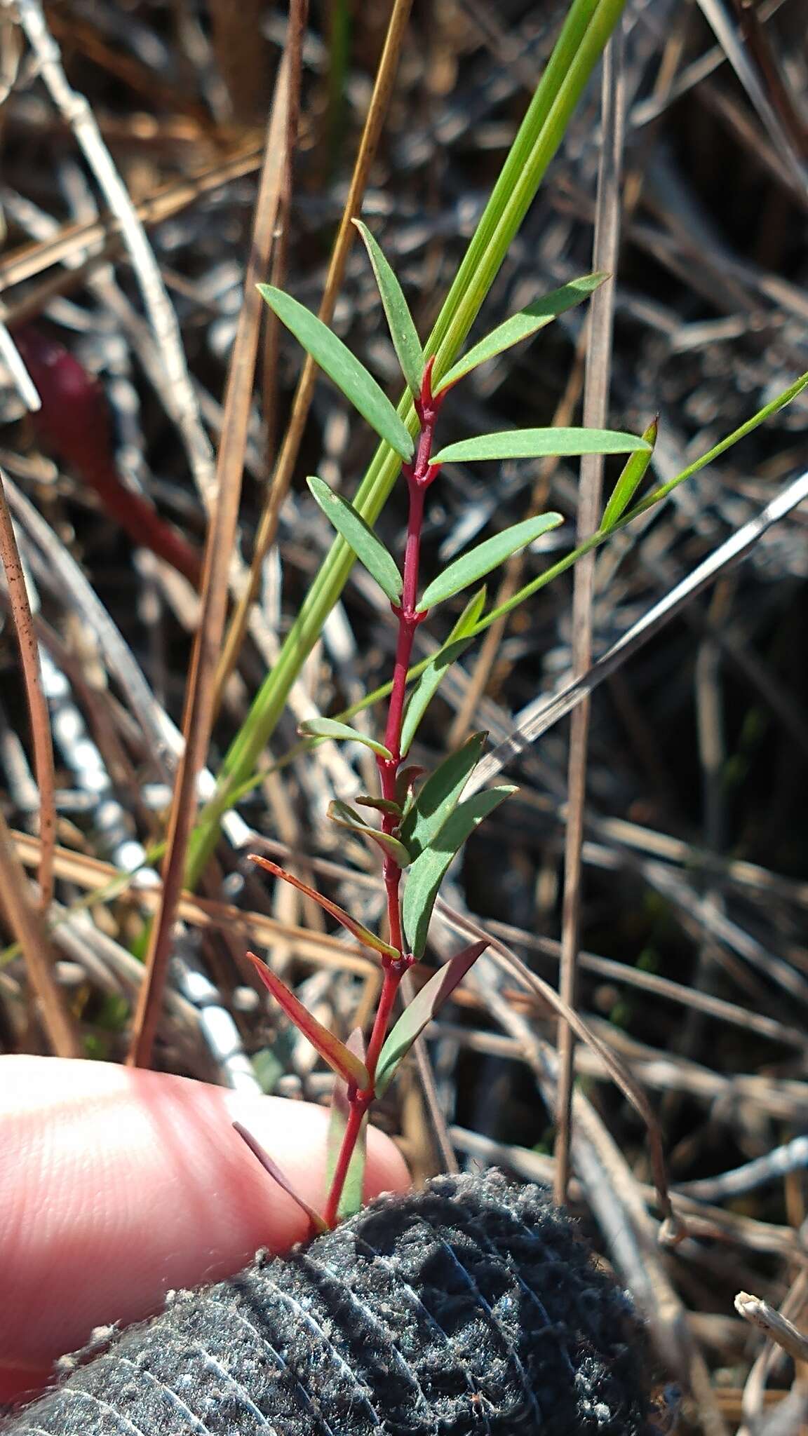 Imagem de Euphorbia gariepina subsp. balsamea (Welw. ex Hiern) L. C. Leach