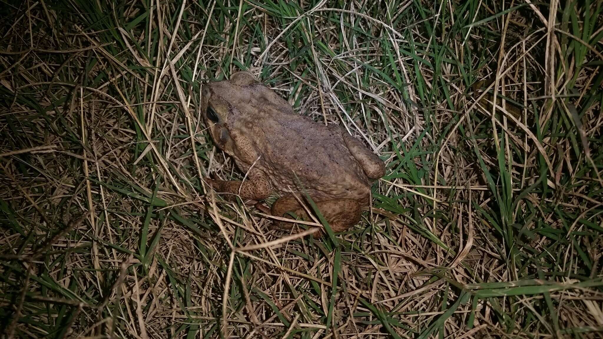 Image of Giant toad