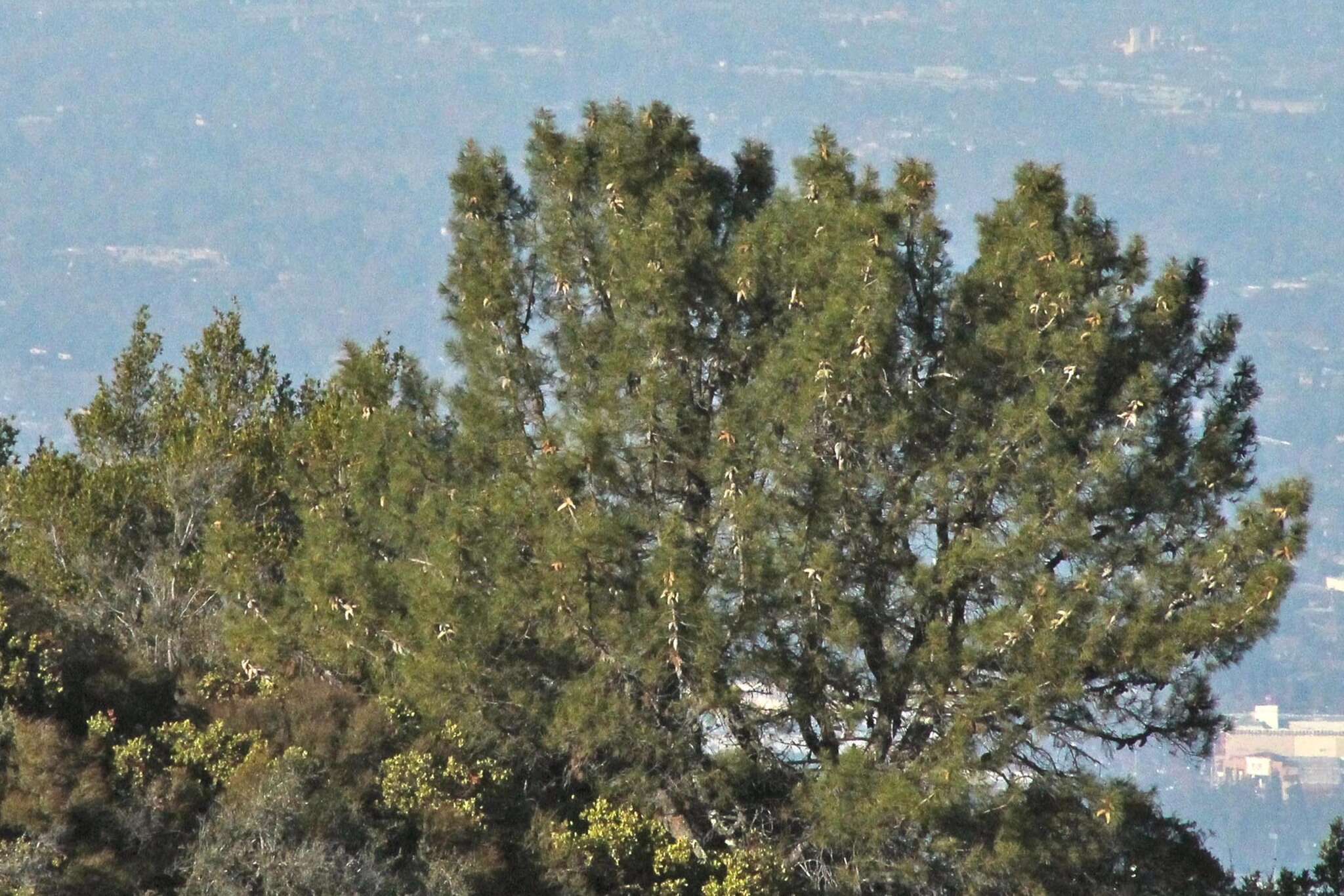 Imagem de Pinus attenuata Lemmon