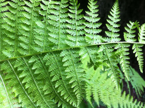 Image of eastern hayscented fern