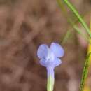 Sivun Salvia heterofolia Epling & Mathias kuva