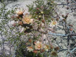 Image of Cylindropuntia × antoniae