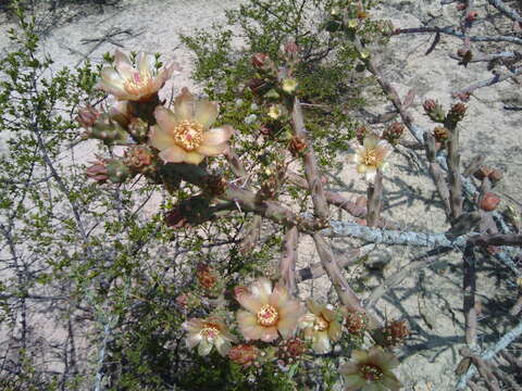 Cylindropuntia × antoniae resmi