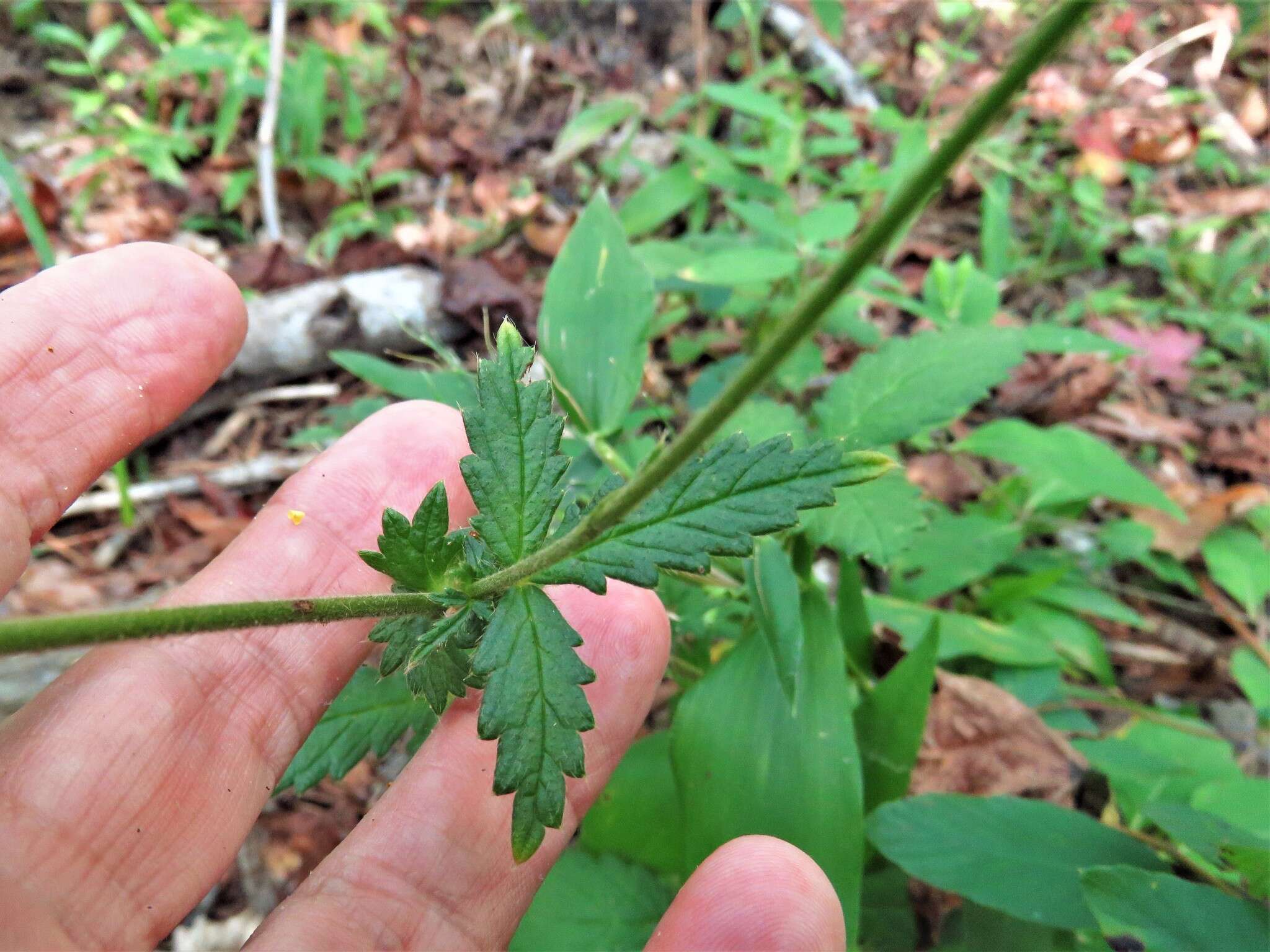 Imagem de Agrimonia microcarpa Wallr.