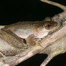 Image of Common Mist Frog