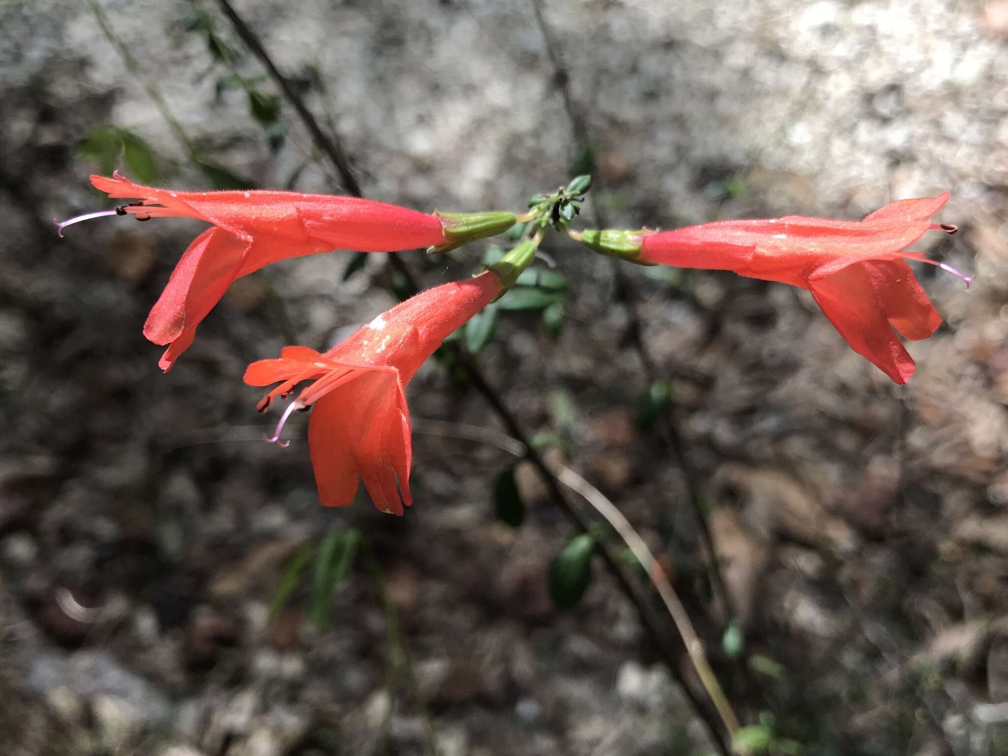 Imagem de Clinopodium coccineum (Nutt. ex Hook.) Kuntze