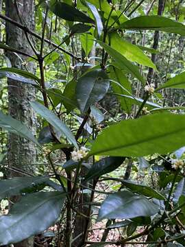 Eumachia cephalantha (Müll. Arg.) Delprete & J. H. Kirkbr. resmi