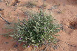 Imagem de Eremophila obovata L. S. Smith