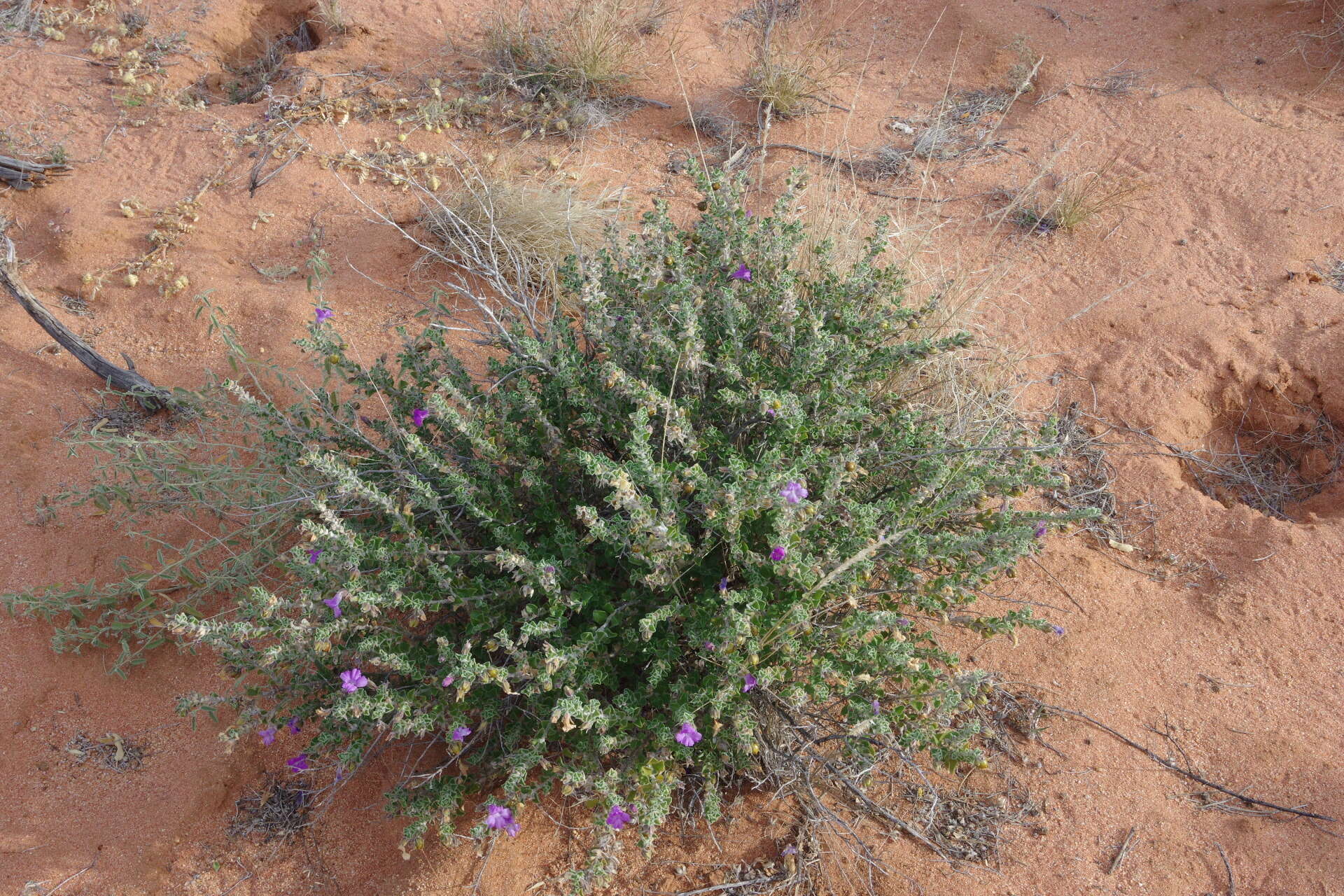 Imagem de Eremophila obovata L. S. Smith