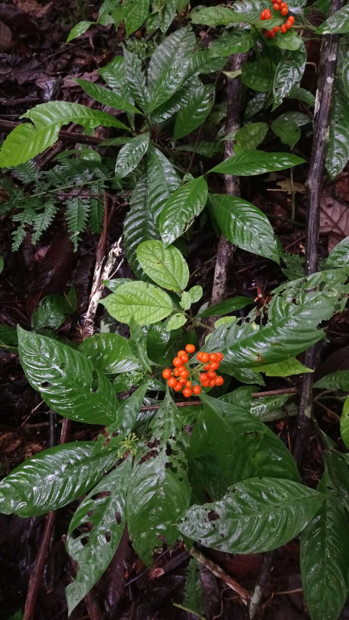 Imagem de Palicourea racemosa (Aubl.) Borhidi