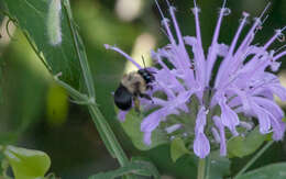 Image of Anthophora abrupta Say 1837