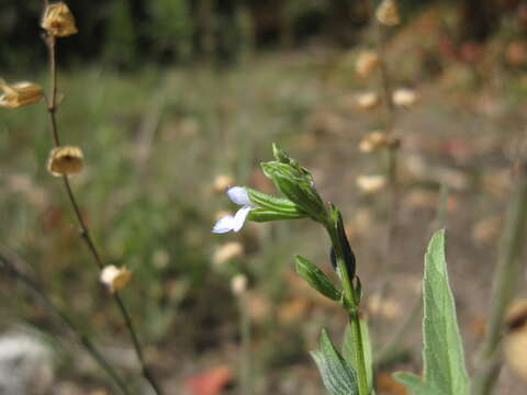 Salvia reflexa Hornem. resmi