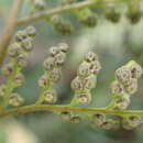 Image of Maxonia apiifolia (Sw.) C. Chr.