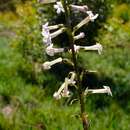 Image de Freylinia longiflora Benth.