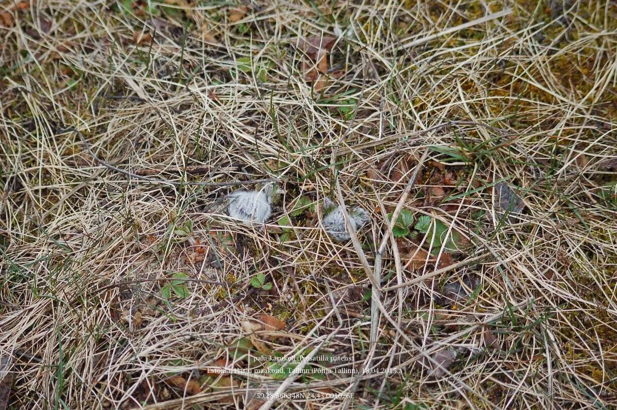 Image of Eastern Pasque Flower