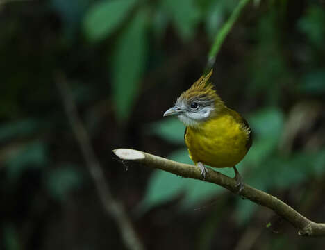 Imagem de Alophoixus flaveolus (Gould 1836)