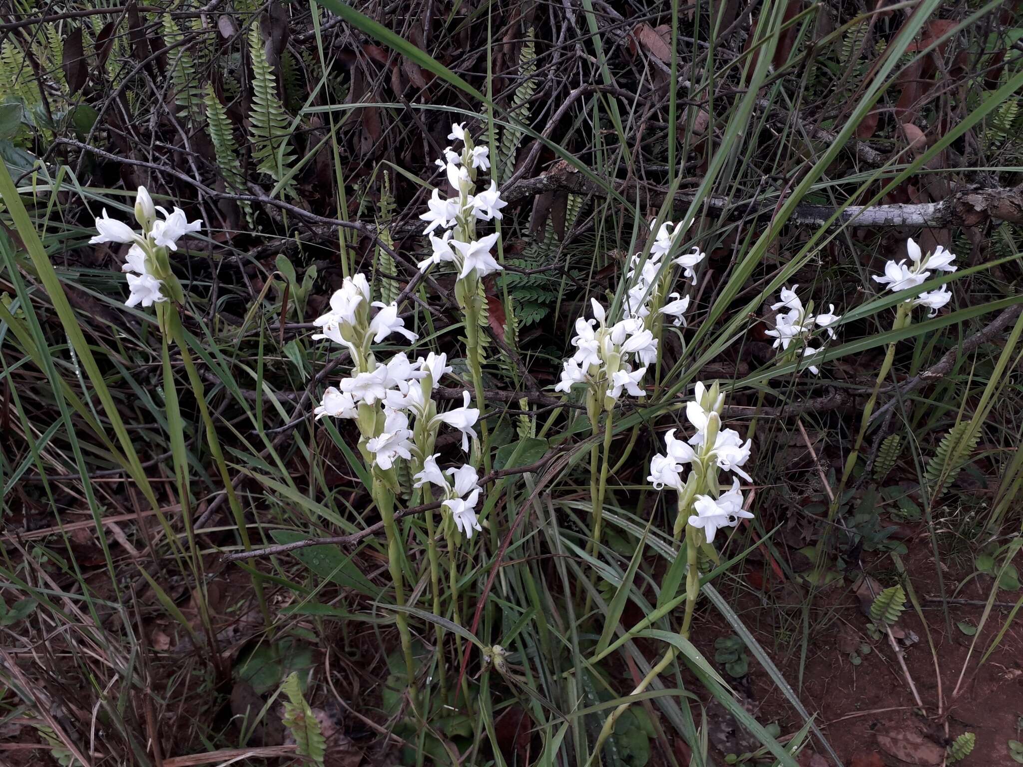 Image of Satyrium kitimboense Kraenzl.