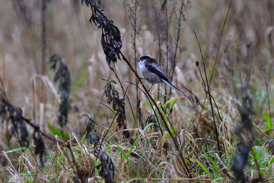 صورة Aegithalos caudatus aremoricus Whistler 1929